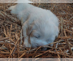 Small Photo #2 Great Pyrenees Puppy For Sale in BEE SPRING, KY, USA