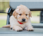Small #1 Golden Retriever