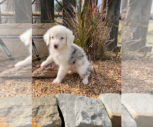 Aussiedoodle Miniature  Puppy for sale in BAY CITY, TX, USA
