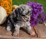 Small #14 Poodle (Toy)