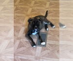 Small Labrador Retriever-Mountain Cur Mix