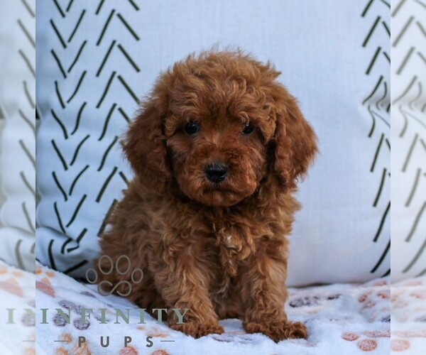 Medium Photo #4 Cavapoo (Miniature) Puppy For Sale in ELIZABETHTOWN, PA, USA