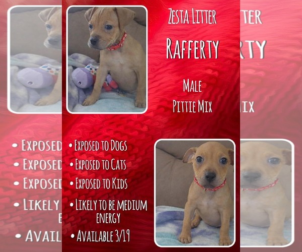 Medium Photo #1 Mutt Puppy For Sale in Jacksonville, NC, USA