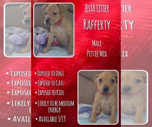 Mutt Dogs for adoption in Jacksonville, NC, USA