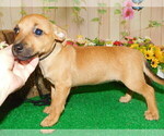 Small Photo #1 Jack Russell Terrier Puppy For Sale in HAMMOND, IN, USA