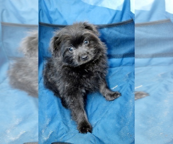 Medium Photo #29 Pom-Shi Puppy For Sale in DINWIDDIE, VA, USA