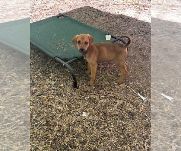 Medium Photo #2 Redbone Coonhound-Rhodesian Ridgeback Mix Puppy For Sale in Ball Ground, GA, USA