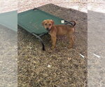 Small #1 Redbone Coonhound-Rhodesian Ridgeback Mix