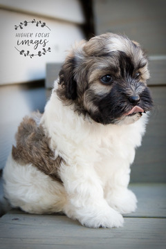 Medium Photo #5 Havanese Puppy For Sale in SHELBY, OH, USA