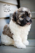 Small Photo #5 Havanese Puppy For Sale in SHELBY, OH, USA