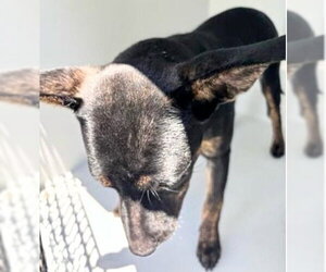 Mutt Dogs for adoption in Houston, TX, USA