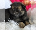 Small #2 Pomeranian