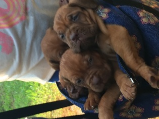 Dogue de Bordeaux Puppy for sale in LITTLE ROCK, AR, USA