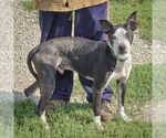 Small #1 American Staffordshire Terrier Mix