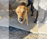 Small #2 Labrador Retriever-Mountain Cur Mix