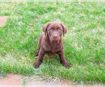 Small #6 Labrador Retriever
