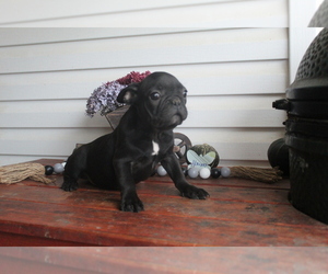 French Bulldog Puppy for Sale in SEARS, Michigan USA