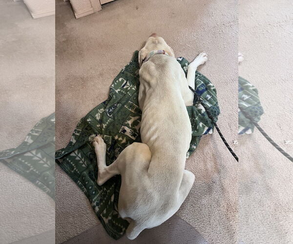 Medium Photo #10 Doberman Pinscher Puppy For Sale in Buffalo, MN, USA