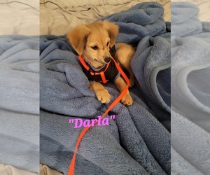 Chow Chow-Wapoo Mix Puppy for sale in LAS VEGAS, NV, USA