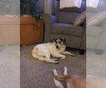 Small #6 Mutt