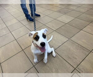 American Pit Bull Terrier-Unknown Mix Dogs for adoption in Lee's Summit, MO, USA