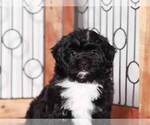 Small Photo #2 ShihPoo Puppy For Sale in NAPLES, FL, USA
