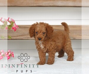 Poodle (Miniature) Puppy for sale in GAP, PA, USA