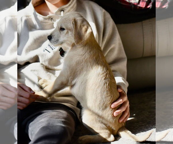 Medium Photo #1 Labrador Retriever-Unknown Mix Puppy For Sale in Mechanicsburg, PA, USA