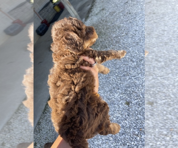 Medium Photo #5 Poodle (Miniature) Puppy For Sale in MUNFORDVILLE, KY, USA