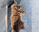 Small Photo #5 Poodle (Miniature) Puppy For Sale in MUNFORDVILLE, KY, USA