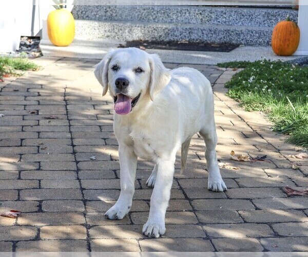 Medium Photo #1 Golden Retriever Puppy For Sale in SYRACUSE, IN, USA