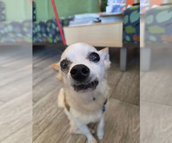 Medium Photo #3 Chihuahua-Unknown Mix Puppy For Sale in Holly Springs, NC, USA