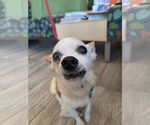 Small #2 Chihuahua Mix