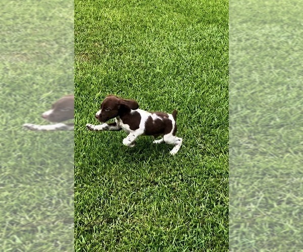 Medium Photo #3 Brittany Puppy For Sale in ORRUM, NC, USA