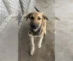 Small Anatolian Shepherd-German Shepherd Dog Mix