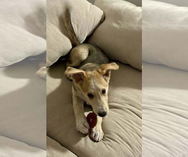 Medium Photo #4 Carolina Dog-Whippet Mix Puppy For Sale in Cave Creek, AZ, USA
