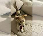 Small #3 Carolina Dog-Whippet Mix