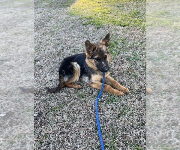 Medium Photo #6 German Shepherd Dog-Unknown Mix Puppy For Sale in Brewster, NY, USA