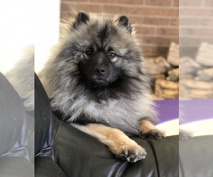 Father of the Keeshond puppies born on 05/01/2026