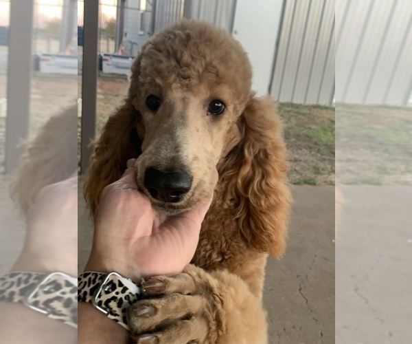 Medium Photo #3 Poodle (Standard) Puppy For Sale in SAVOY, TX, USA