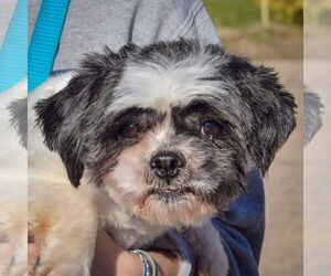 Shih Tzu Dogs for adoption in Huntley, IL, USA