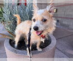 Small #7 Cairn Terrier Mix