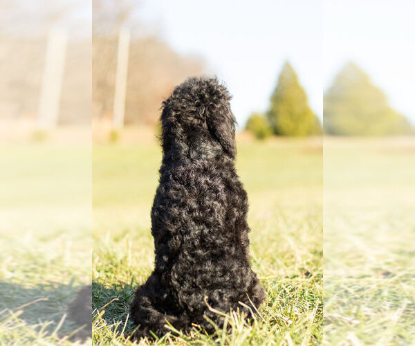 Medium Photo #7 Cavapoo Puppy For Sale in WARSAW, IN, USA