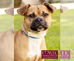 Small #4 Puggle