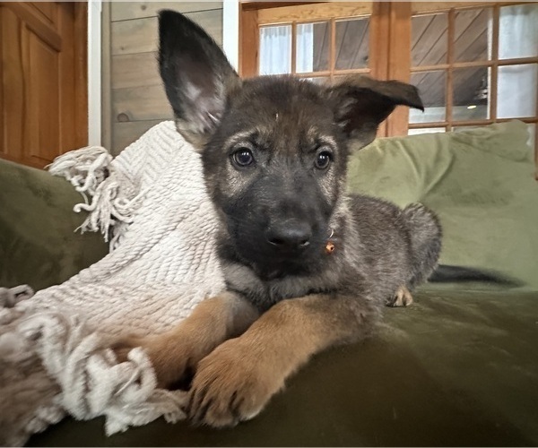 Medium Photo #7 German Shepherd Dog Puppy For Sale in PERKINSVILLE, VT, USA