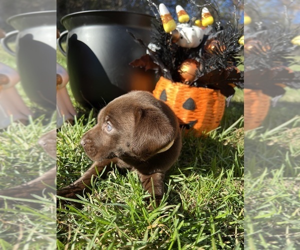 Medium Photo #6 Labrador Retriever Puppy For Sale in NEOLA, WV, USA