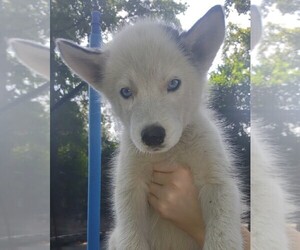 Siberian Husky Puppy for sale in FLORENCE, SC, USA