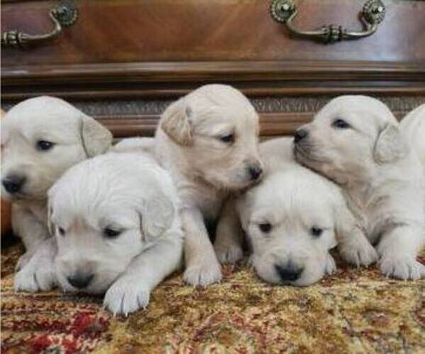 Medium Photo #2 Golden Retriever Puppy For Sale in SACRAMENTO, CA, USA