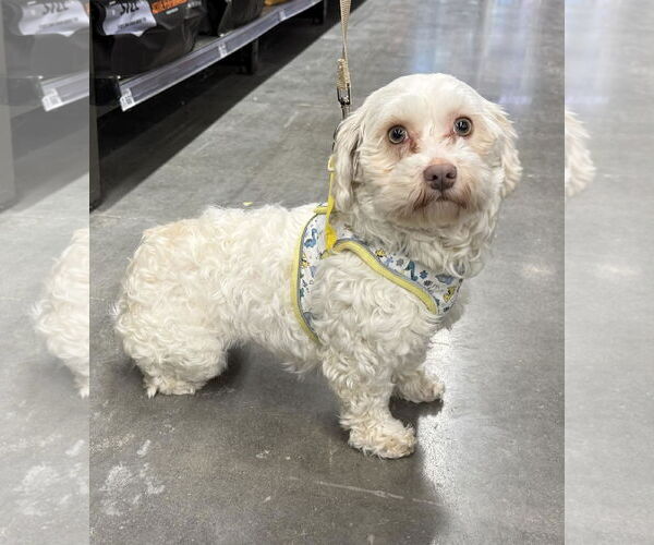 Medium Photo #3 Havanese Puppy For Sale in Lee's Summit, MO, USA