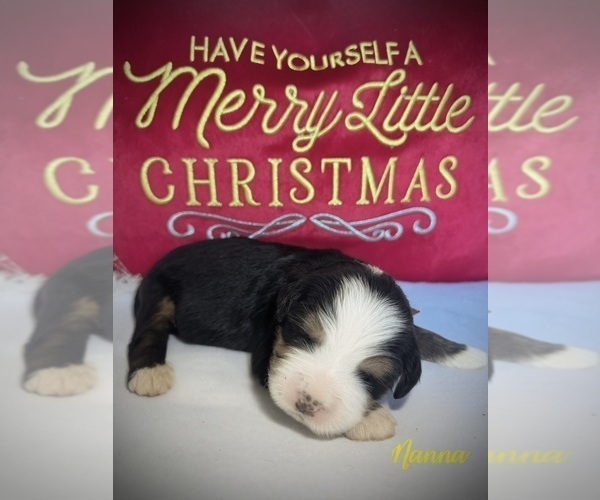 Medium Photo #1 Bernedoodle Puppy For Sale in SIMI VALLEY, CA, USA